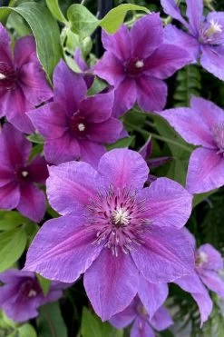Adam's Courage Clematis - 1 Gallon Pot 9 Adam's Courage Clematis - 1 Gallon Pot -Outdoor Garden Store clematis adams courage 2