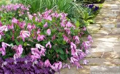 Alionushka Clematis - 1 Gallon Pot 11 Alionushka Clematis - 1 Gallon Pot -Outdoor Garden Store clematis alionushka 10