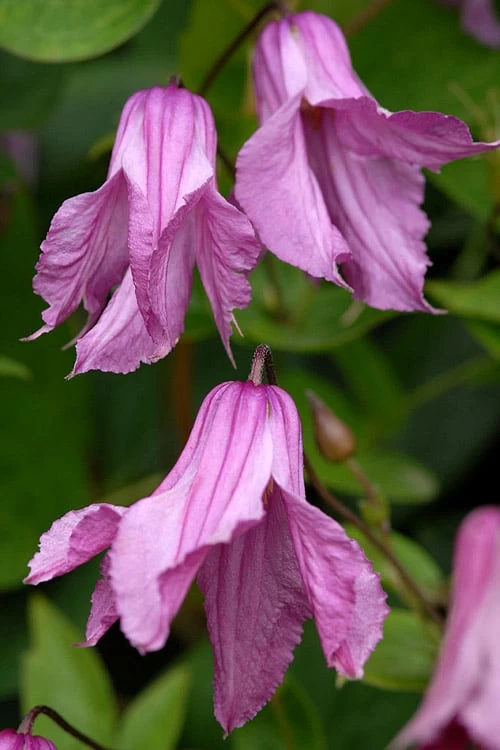 Alionushka Clematis - 1 Gallon Pot 3 Alionushka Clematis - 1 Gallon Pot