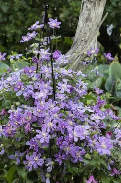 Arabella Clematis - 1 Gallon Pot 14 Arabella Clematis - 1 Gallon Pot -Outdoor Garden Store clematis arabella 10
