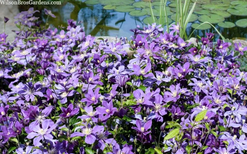 Arabella Clematis - 1 Gallon Pot 10 Arabella Clematis - 1 Gallon Pot - Image 8