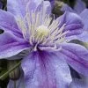 Arabella Clematis - 1 Gallon Pot 1 Arabella Clematis - 1 Gallon Pot -Outdoor Garden Store clematis arabella 15