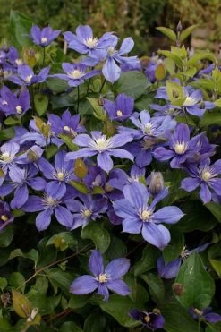 Arabella Clematis - 1 Gallon Pot 19 Arabella Clematis - 1 Gallon Pot -Outdoor Garden Store clematis arabella 3