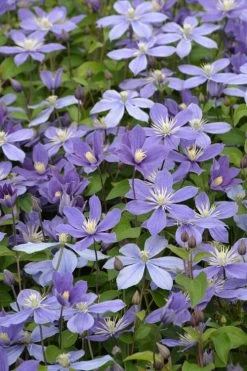 Arabella Clematis - 1 Gallon Pot 17 Arabella Clematis - 1 Gallon Pot -Outdoor Garden Store clematis arabella 5