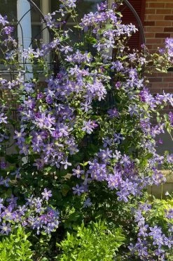 Arabella Clematis - 1 Gallon Pot 16 Arabella Clematis - 1 Gallon Pot -Outdoor Garden Store clematis arabella 6