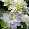 Arctic Queen Clematis - 1 Gallon Pot 1 Arctic Queen Clematis - 1 Gallon Pot -Outdoor Garden Store clematis arctic queen 10