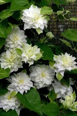 Arctic Queen Clematis - 1 Gallon Pot 13 Arctic Queen Clematis - 1 Gallon Pot -Outdoor Garden Store clematis arctic queen 12