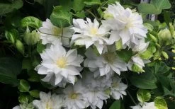 Arctic Queen Clematis - 1 Gallon Pot 16 Arctic Queen Clematis - 1 Gallon Pot -Outdoor Garden Store clematis arctic queen 5