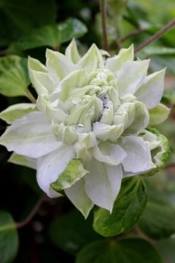 Arctic Queen Clematis - 1 Gallon Pot 14 Arctic Queen Clematis - 1 Gallon Pot -Outdoor Garden Store clematis arctic queen 9