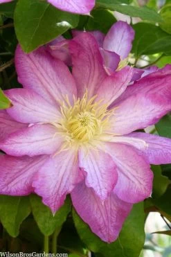 Asao Clematis - 1 Gallon Pot 12 Asao Clematis - 1 Gallon Pot -Outdoor Garden Store clematis asao 10