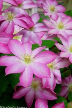 Asao Clematis - 1 Gallon Pot 13 Asao Clematis - 1 Gallon Pot -Outdoor Garden Store clematis asao 15