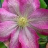 Asao Clematis - 1 Gallon Pot 2 Asao Clematis - 1 Gallon Pot -Outdoor Garden Store clematis asao 17