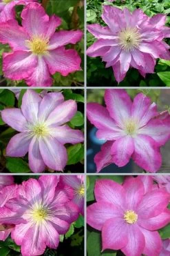 Asao Clematis - 1 Gallon Pot 15 Asao Clematis - 1 Gallon Pot -Outdoor Garden Store clematis asao 18