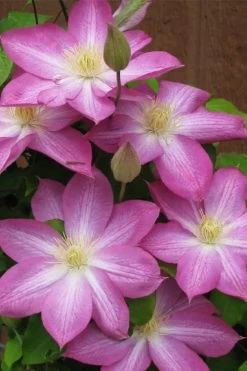 Asao Clematis - 1 Gallon Pot 14 Asao Clematis - 1 Gallon Pot -Outdoor Garden Store clematis asao 7