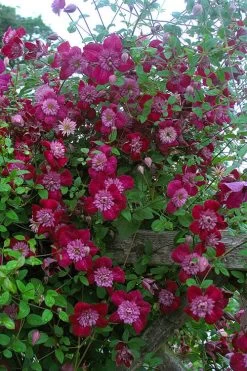 Avant-Garde Clematis - 1 Gallon Pot 12 Avant-Garde Clematis - 1 Gallon Pot -Outdoor Garden Store clematis avant garde 11