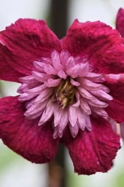 Avant-Garde Clematis - 1 Gallon Pot 13 Avant-Garde Clematis - 1 Gallon Pot -Outdoor Garden Store clematis avant garde 4