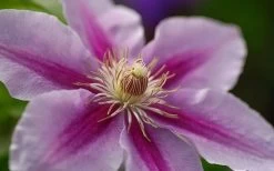 Bees Jubilee Clematis - 1 Gallon Pot 13 Bees Jubilee Clematis - 1 Gallon Pot -Outdoor Garden Store clematis bees jubilee 10