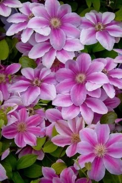 Bees Jubilee Clematis - 1 Gallon Pot 11 Bees Jubilee Clematis - 1 Gallon Pot -Outdoor Garden Store clematis bees jubilee 13