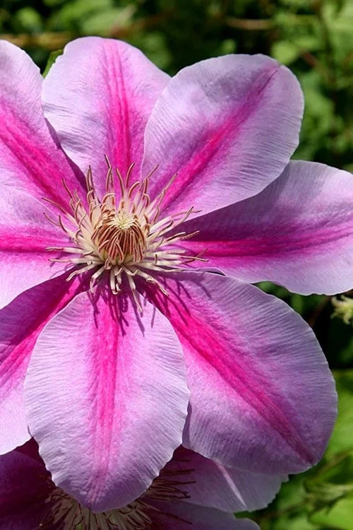 Bees Jubilee Clematis - 1 Gallon Pot 3 Bees Jubilee Clematis - 1 Gallon Pot