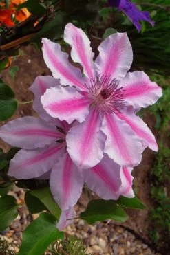 Bees Jubilee Clematis - 1 Gallon Pot 12 Bees Jubilee Clematis - 1 Gallon Pot -Outdoor Garden Store clematis bees jubilee 5