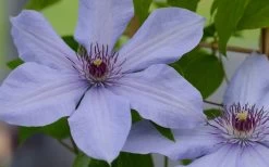 Bernadine Clematis - 1 Gallon Pot 13 Bernadine Clematis - 1 Gallon Pot -Outdoor Garden Store clematis bernadine 1