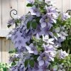 Bernadine Clematis - 1 Gallon Pot 1 Bernadine Clematis - 1 Gallon Pot -Outdoor Garden Store clematis bernadine 5