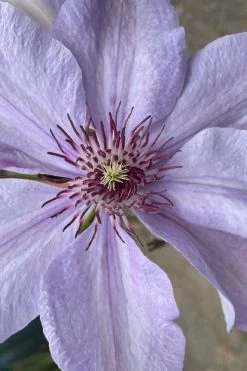 Bernadine Clematis - 1 Gallon Pot 11 Bernadine Clematis - 1 Gallon Pot -Outdoor Garden Store clematis bernadine 8