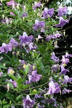 Betty Corning Clematis - 1 Gallon Pot 11 Betty Corning Clematis - 1 Gallon Pot -Outdoor Garden Store clematis betty corning 2