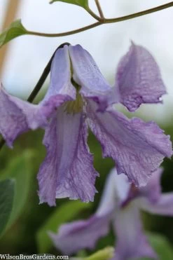 Betty Corning Clematis - 1 Gallon Pot 12 Betty Corning Clematis - 1 Gallon Pot -Outdoor Garden Store clematis betty corning 3