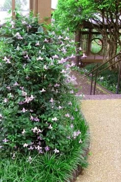 Betty Corning Clematis - 1 Gallon Pot 13 Betty Corning Clematis - 1 Gallon Pot -Outdoor Garden Store clematis betty corning 6