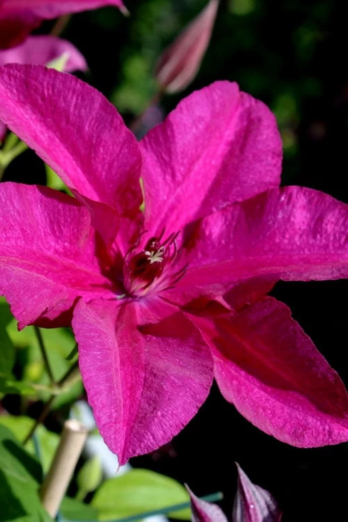Cardinal Wyszynski Clematis - 1 Gallon Pot 7 Cardinal Wyszynski Clematis - 1 Gallon Pot - Image 5
