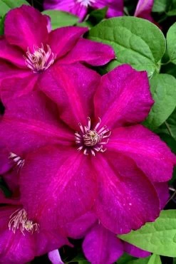 Cardinal Wyszynski Clematis - 1 Gallon Pot 13 Cardinal Wyszynski Clematis - 1 Gallon Pot -Outdoor Garden Store clematis cardinal wyszynski 11