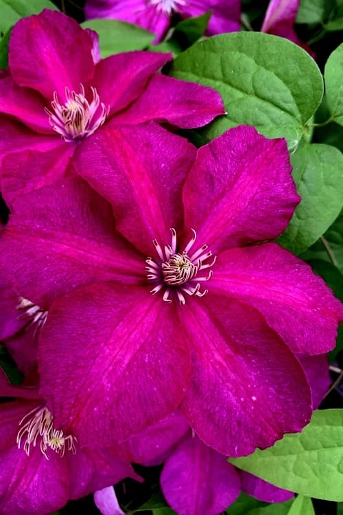 Cardinal Wyszynski Clematis - 1 Gallon Pot 8 Cardinal Wyszynski Clematis - 1 Gallon Pot - Image 6