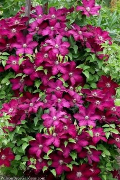 Cardinal Wyszynski Clematis - 1 Gallon Pot 11 Cardinal Wyszynski Clematis - 1 Gallon Pot -Outdoor Garden Store clematis cardinal wyszynski 7