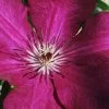 Cardinal Wyszynski Clematis - 1 Gallon Pot 1 Cardinal Wyszynski Clematis - 1 Gallon Pot -Outdoor Garden Store clematis cardinal wyszynski 9