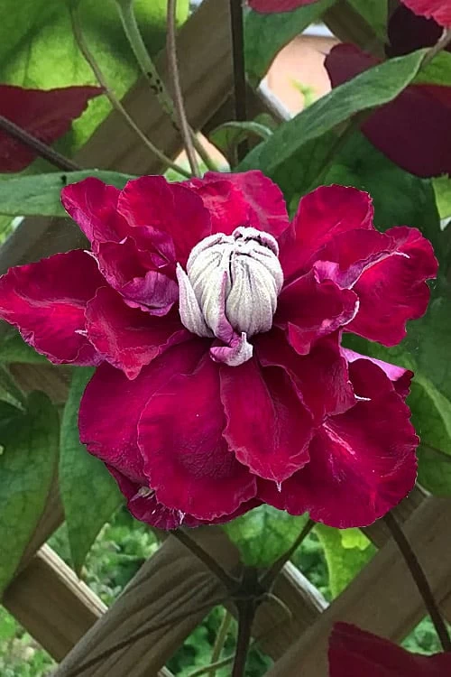 Charmaine Clematis - 1 Gallon Pot 9 Charmaine Clematis - 1 Gallon Pot - Image 7