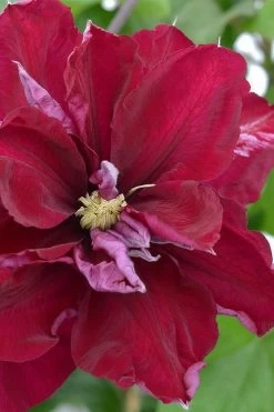 Charmaine Clematis - 1 Gallon Pot 13 Charmaine Clematis - 1 Gallon Pot -Outdoor Garden Store clematis charmaine 2
