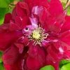 Charmaine Clematis - 1 Gallon Pot 2 Charmaine Clematis - 1 Gallon Pot -Outdoor Garden Store clematis charmaine 3