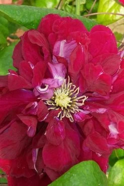 Charmaine Clematis - 1 Gallon Pot 14 Charmaine Clematis - 1 Gallon Pot -Outdoor Garden Store clematis charmaine 500x750 1