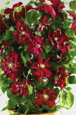 Charmaine Clematis - 1 Gallon Pot 12 Charmaine Clematis - 1 Gallon Pot -Outdoor Garden Store clematis charmaine 6