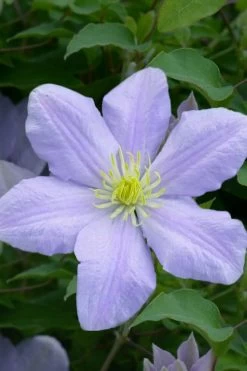 Chelsea Clematis - 1 Gallon Pot 12 Chelsea Clematis - 1 Gallon Pot -Outdoor Garden Store clematis chelsea 1