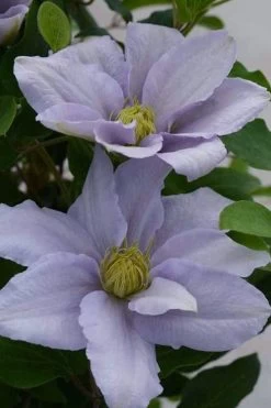 Chelsea Clematis - 1 Gallon Pot 13 Chelsea Clematis - 1 Gallon Pot -Outdoor Garden Store clematis chelsea 3