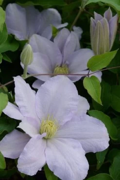 Chelsea Clematis - 1 Gallon Pot 11 Chelsea Clematis - 1 Gallon Pot -Outdoor Garden Store clematis chelsea 4