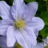 Chelsea Clematis - 1 Gallon Pot 1 Chelsea Clematis - 1 Gallon Pot -Outdoor Garden Store clematis chelsea 5