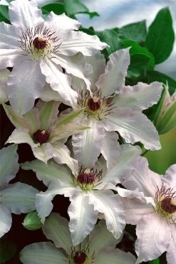 Clair De Lune Clematis - 1 Gallon Pot 11 Clair De Lune Clematis - 1 Gallon Pot -Outdoor Garden Store clematis clair de june 2