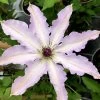 Clair De Lune Clematis - 1 Gallon Pot 2 Clair De Lune Clematis - 1 Gallon Pot -Outdoor Garden Store clematis clair de june 3