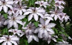 Clair De Lune Clematis - 1 Gallon Pot 12 Clair De Lune Clematis - 1 Gallon Pot -Outdoor Garden Store clematis clair de june 4
