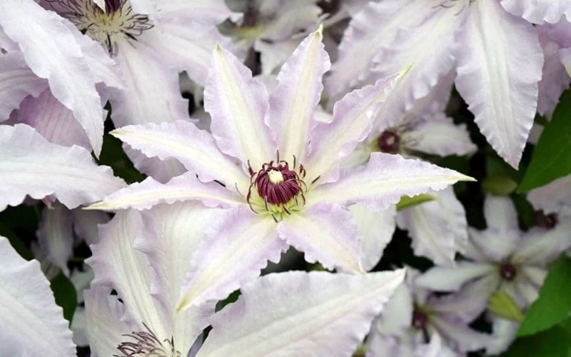 Clair De Lune Clematis - 1 Gallon Pot 8 Clair De Lune Clematis - 1 Gallon Pot - Image 6