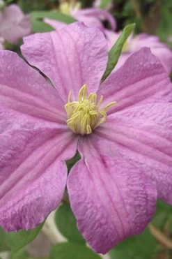 Comtesse De Bouchaud Clematis - 1 Gallon Pot 12 Comtesse De Bouchaud Clematis - 1 Gallon Pot -Outdoor Garden Store clematis comtesse de bouchaud 1
