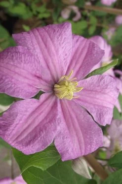 Comtesse De Bouchaud Clematis - 1 Gallon Pot 13 Comtesse De Bouchaud Clematis - 1 Gallon Pot -Outdoor Garden Store clematis comtesse de bouchaud 2